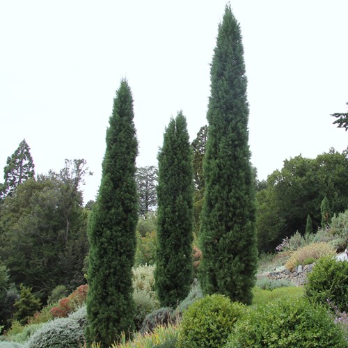 Cyprès de Provence, Sur le Nature-Guide de RikenMon