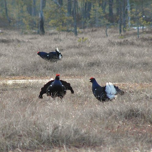 Gallo lira comúnEn la Guía-Naturaleza de RikenMon