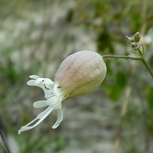 Silene vulgaris [L.]En la Guía-Naturaleza de RikenMon