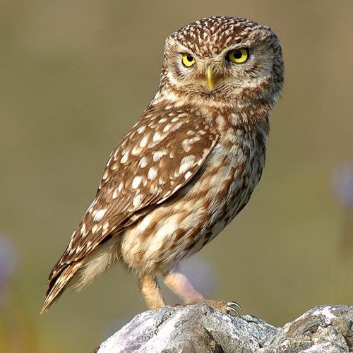 Mochuelo EuropeoEn la Guía-Naturaleza de RikenMon