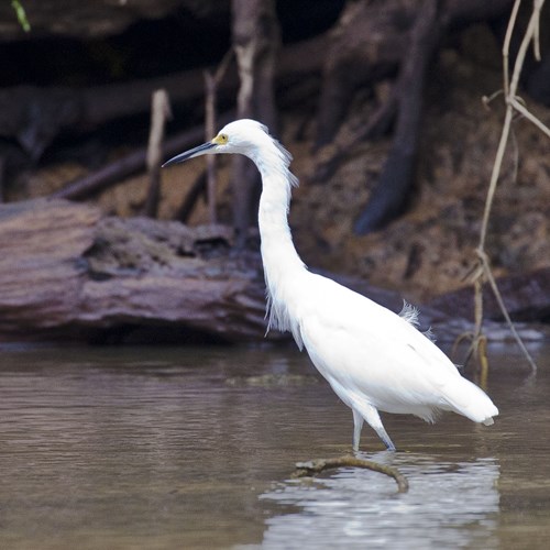 Amerikaanse kleine zilverreigerop RikenMon's Natuurgids