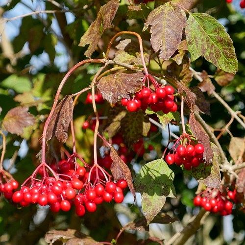 Viburnum opulus [L.]su guida naturalistica di RikenMon