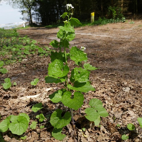 Herbe à ailSur le Nature-Guide de RikenMon