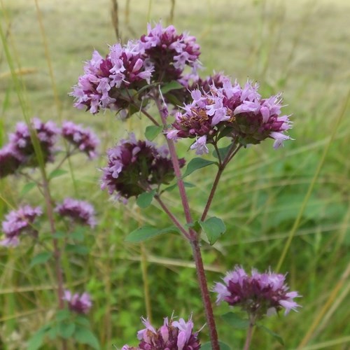 Wilde marjoleinop RikenMon's Natuurgids