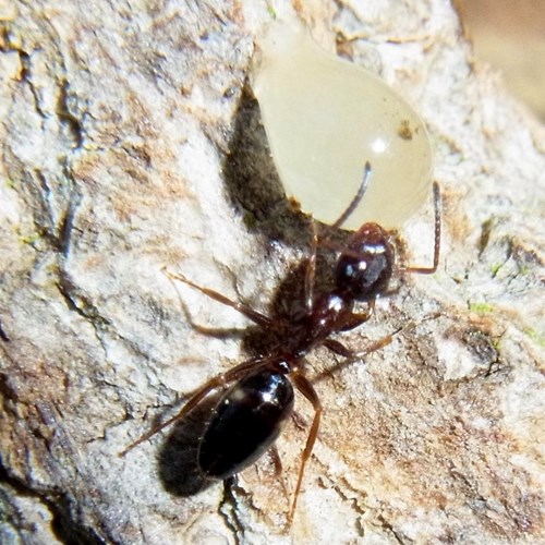 Lasius niger [L.]En la Guía-Naturaleza de RikenMon