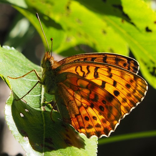 Marbled fritillaryon RikenMon's Nature-Guide