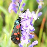 Zygaena trifolii En la Guía-Naturaleza de RikenMon