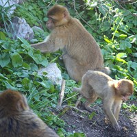 Macaca sylvanus En la Guía-Naturaleza de RikenMon