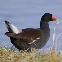 Gallinula chloropus on RikenMon's Nature-Guide