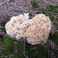 Sparassis crispa op RikenMon's Natuurgids