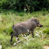 Phacochoerus africanus su guida naturalistica di RikenMon