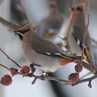 Bombycilla garrulus op RikenMon's Natuurgids