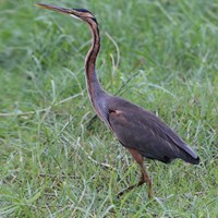 Ardea purpurea Auf RikenMons Nature-Guide