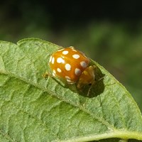 Halyzia sedecimguttata su guida naturalistica di RikenMon