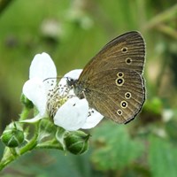 Aphantopus hyperantus