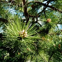 Pinus sylvestris su guida naturalistica di RikenMon