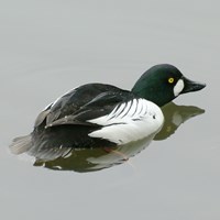 Bucephala clangula En la Guía-Naturaleza de RikenMon