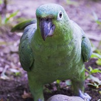 Amazona farinosa En la Guía-Naturaleza de RikenMon