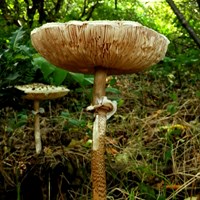 Macrolepiota procera 在RikenMon的自然指南