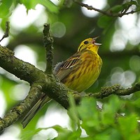 Emberiza citrinella на Nature-Guide RikenMon в