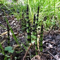 Equisetum telmateia Sur le Nature-Guide de RikenMon