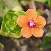 Anagallis arvensis En la Guía-Naturaleza de RikenMon