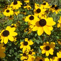 Rudbeckia hirta на Nature-Guide RikenMon в