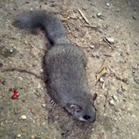 Glis glis Auf RikenMons Nature-Guide