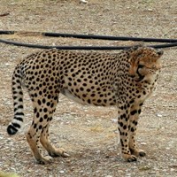 Acinonyx jubatus 在RikenMon的自然指南