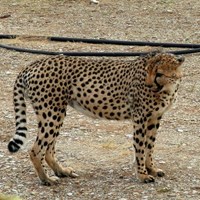 Acinonyx jubatus su guida naturalistica di RikenMon