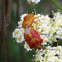 Carpocoris purpureipennis op RikenMon's Natuurgids