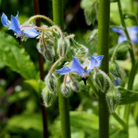 Borago officinalis Sur le Nature-Guide de RikenMon