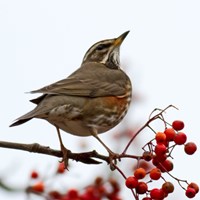 Turdus iliacus En la Guía-Naturaleza de RikenMon