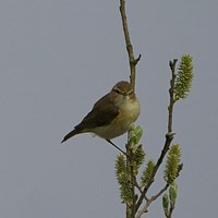 Phylloscopus sibilatrix on RikenMon's Nature-Guide