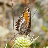 Hipparchia semele Sur le Nature-Guide de RikenMon