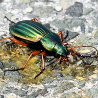 Carabus auratus Auf RikenMons Nature-Guide