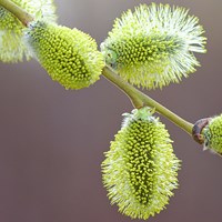 Salix viminalis 在RikenMon的自然指南