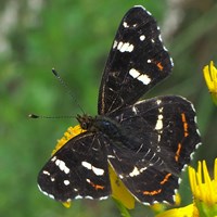 Araschnia levana En la Guía-Naturaleza de RikenMon