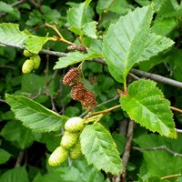 Alnus viridis En la Guía-Naturaleza de RikenMon