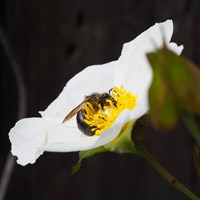 Cistus salviifolius Sur le Nature-Guide de RikenMon