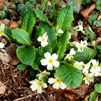 Primula vulgaris Sur le Nature-Guide de RikenMon