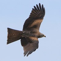 Milvus migrans En la Guía-Naturaleza de RikenMon