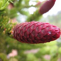Picea Abies на Nature-Guide RikenMon в