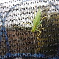 Meconema thalassinum En la Guía-Naturaleza de RikenMon