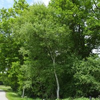 Betula pendula Sur le Nature-Guide de RikenMon