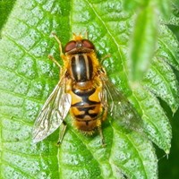 Parhelophilus versicolor на Nature-Guide RikenMon в