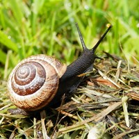 Arianta arbustorum En la Guía-Naturaleza de RikenMon