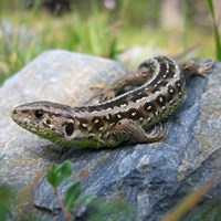 Lacerta agilis En la Guía-Naturaleza de RikenMon