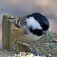 Periparus ater su guida naturalistica di RikenMon