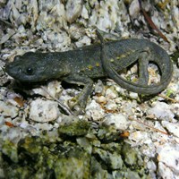 Pleurodeles waltl En la Guía-Naturaleza de RikenMon